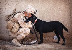 wonderous-world:  Canines With a Cause (CWAC) is a not-for-profit organization devoted to helping military men and women. One way they do this is by providing dogs, rescued from local shelters, to veterans and active military men and women suffering with