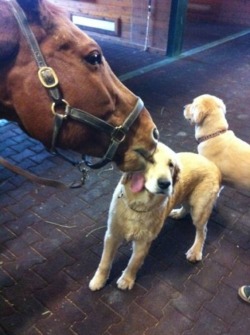 vodkaslumber:  Puppies and ponies! Who would have thought