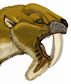 ghirahim:  zoologicallyimprobable:  ogress:  madsciences:  zooophagous:  extinctanimals:  Thylacosmilus atrox, whose teeth were just TOO BIG. Seriously those do not seem practical.  Look at its friggin’ skull:  The canines are so big they not only