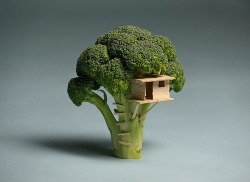 inkgnosis:  axislex:  ive wanted to live in a tree since i was a little kid  I’ve wanted to live in one for some years now.