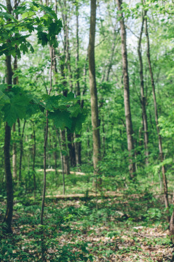 northskyphotography:  All Green | by North Sky PhotographyFacebook | Instagram | 500px | Tumblr | Society 6