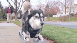 klwass1203:  strangebiology:  Derby was born with deformed front legs. His humans bought him a cart, like a wheelchair for his front, but it limited his mobility.  The owner decided on something kind of like the “running man,” which look like blades,