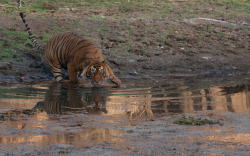Rorschachx:  T24, A Male Tiger In Ranthambore National Park Drinking From A Watering