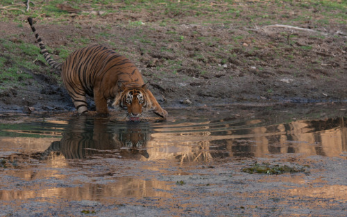 rorschachx:  T24, a male tiger in Ranthambore national park drinking from a watering hole. Photograph by Amy Johnson. 