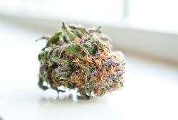 Inklingphoto:  The Ever So Hairy Cherry Pie From Tacoma Holistic Collective.  Washington