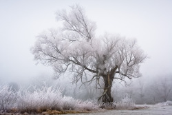 asylum-art:  Frost Photography by Patrick Hübschmann German photographer Patrick Hübschmann   has a real talent for capturing nature in the fog and frost. Based in Baden-Baden, this artist specializes in landscape photography reveals beautiful images