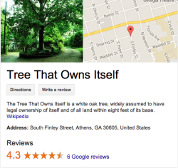 giraffepoliceforce:  vnicent:otteroftheworld:My parents live in this town and the city legally can’t tear the tree down to build or anything because the tree has its own legal rights and they can’t do anything about it.how does. how does this happen.