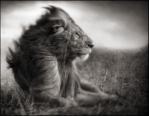 Nick Brandt’s fine art photography of the disappearing natural world of Africa. Selected books published: “On This Earth, A Shadow Falls”, “Across The Ravaged Land”. Solo exhibitions in museums & galleries around the