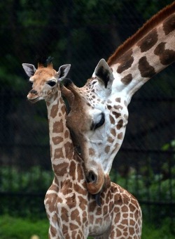 A little love goes a long way (Giraffe and calf)