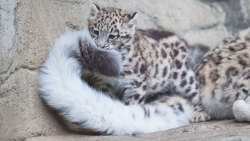 red-faced-wolf:  awesome-picz:    Snow Leopards Love Nomming On Their Fluffy Tails.  @kyleecarrigan 
