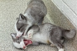 desidoodledingledwarf:  milkywaywhite:  Cute Arctic Fox Pups The arctic fox, also known as the white fox, polar fox or snow fox, is a small fox native to Arctic regions of the Northern Hemisphere and is common throughout the Arctic tundra biome. Arctic