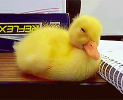 the-absolute-best-posts:  BABY DUCK FALLING ASLEEP 