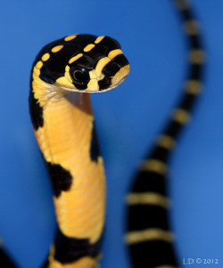 reptiglo:  Ophiophagus hannah king cobra chinese by viperskin on Flickr.