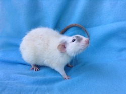 lovely-little-rats:  Benji is such a little ham when it comes to picture time💙 