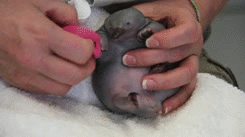 briannapiranha:  the-story-of-this-one-girl:  hawk-and-handsaw:  cute-overload:  Look at this chubby little platypus.   I WANT IT  That’s not a platypus that’s a baby echidna