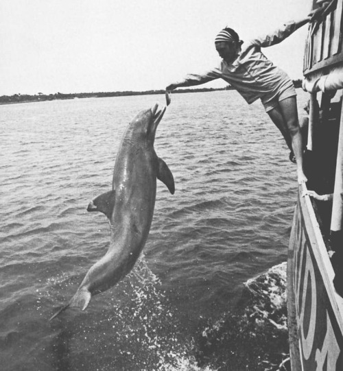 equatorjournal:  Cynthia De Narvaez, Ninu and Dove, 1968.  From “My dear dolphin” by Cynthia De Narvaez and Jerry Greenberg, 1969.https://www.instagram.com/p/COTQyinA8Uq/?igshid=xjhc8ndrxbsb