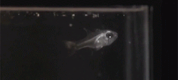 age-of-awakening:   This little fish lives deep down in the ocean and spits that little glob of bio luminescent liquid to momentarily distract predators and escape being eaten  and ur gonna tell me dragons weren’t once real? haha riiiight 