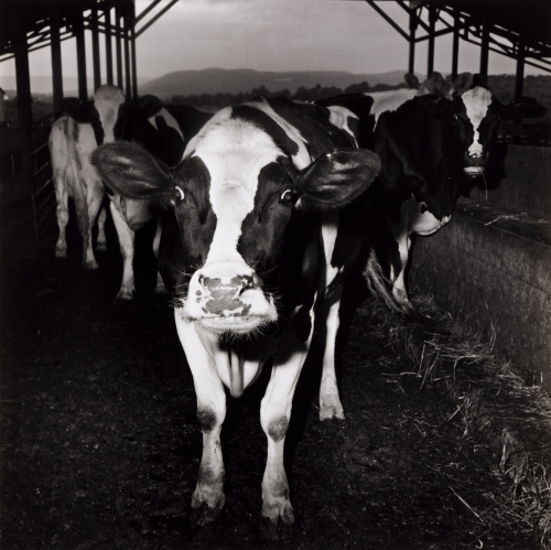 joeinct:  Electric Cow, Photo by Peter Hujar, 1978