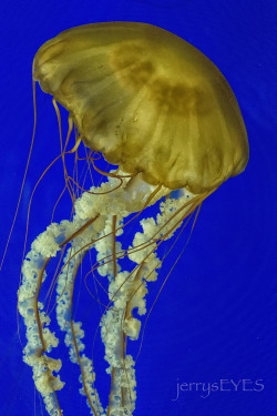 &ldquo;Jellyfish, Jellyfish&rdquo; Oregon Coast AquariumNewport OR