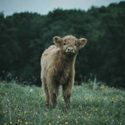 soul-wanderer:  Highland Cows by livingitrural 