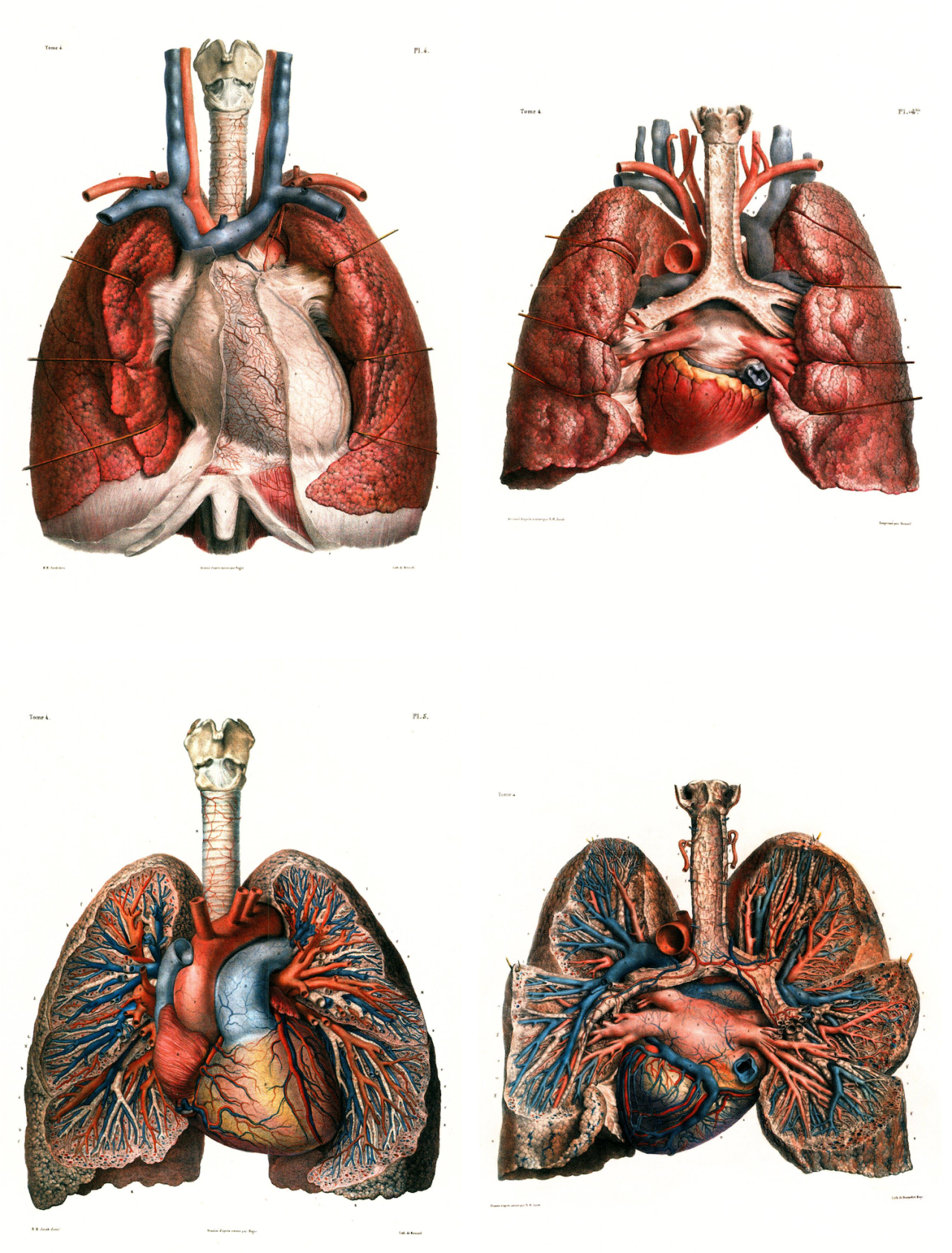 brettkingery:   Selections from the “Atlas of Human Anatomy and Surgery” by Jean-Marie