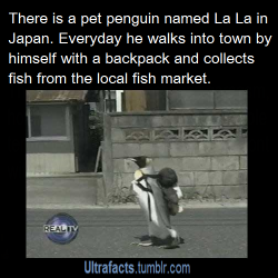 ultrafacts:  starsnlesbians:  pizzaismylifepizzaisking:  ultrafacts:     Source For more facts follow Ultrafacts     What the heck?? this is one smart penguin     Is no one going to comment on the fact that he has a Pingu backpack??  Fun fact: La La was