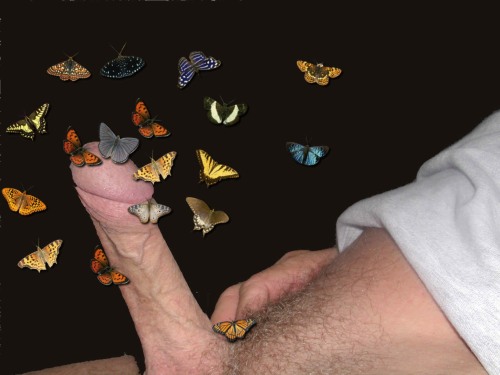 Porn Schmetterlinge im Bauch?  Nein, ich habe photos