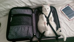 unimpressedcats:  Only packing the essentials