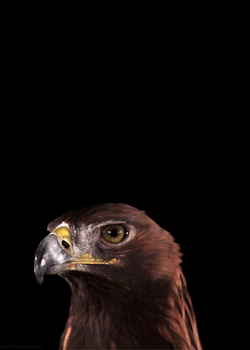 headlikeanorange:  A golden eagle (Earth Unplugged - BBC Earth)  oh god, this is just enchanting&hellip; wow &lt;3
