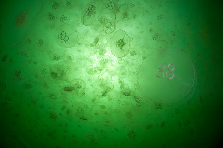 staceythinx:  Jellyfish in the North Atlantic is a Guardian slideshow of the jellyfish