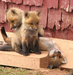 awwww-cute:Silly lil baby foxes (Source: http://ift.tt/2pfz8zQ) HNNNG &lt;3