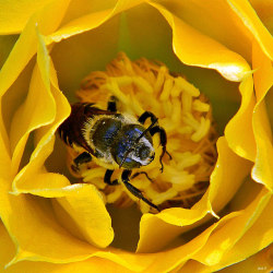 outdoormagic:  The Early Bee Gets The Pollen