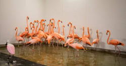 ohthentic:  80sretroelectro: strangelfreak:  Flamingos take refuge in a shelter ahead of the downfall of Hurricane Irma at the zoo in Miami - Adrees Latif / Reuters    Take care my children   Oh