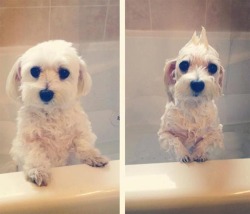 ogfleecethotson:  feliciasbitch:  beben-eleben:  Pets who love or hate their bath time  THIS IS MY FAVORITE POST. THERE ARE MANY LIKE IT BUT THIS IS MY FAVORITE.   Lmaooo