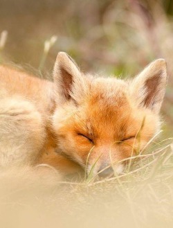 beautiful-wildlife:Sleeping Cutie by © roeselienraimond