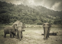 creatures-alive:  (via 500px / Elephants in Thailand by Ramses GarcÃ­a FernÃ¡ndez)