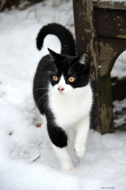 mostlycatsmostly:  Chilly paws (by PhotoCet)