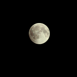 sixpenceee:  This is how tonight’s red moon looked. (GIF Source)