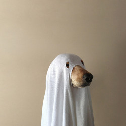 randgaengerin:  spookasaur:  IM LAUGJING SO HARD the picture looks so sleek and professional with the lighting but ITS A SPOOKY DOG   It’s October. We all need a spooky dog on our blogs.