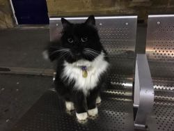 just-grasping-at-straws: catsbeaversandducks:  After Five Years of Service, this Kitty Got a Much Deserved Promotion Felix was nine weeks old when she came to Huddersfield Railway Station in West Yorkshire, England to help the humans tackle the rodent