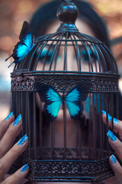 daughterofaphrodite828: butterfly-warrior-princess:   kbourgerie: Blue as a butterfly 💜🦋   🦋🦋🦋 