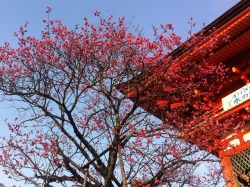 Sakura in Kyoto 