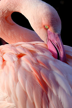 earth-song:  Flamingo by *s-kmp