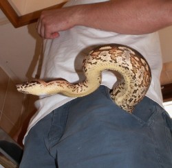 “Why yes, that IS a snake in my pants!