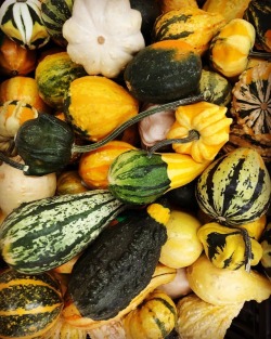#fall #october #halloween #squash #edibleart  (at Antioch, California) https://www.instagram.com/p/Box3-4tg0so/?utm_source=ig_tumblr_share&amp;igshid=42fcl4mj6q65