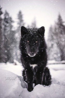 handsomedogs:  This is Yarrow in his element! He’s a low content wolfdog with primarily GSD/husky/malamute as his dog breeds. He’s part of a breed in progress, the Alaskan Noble Companion Dog. - @brynnecarra-photography