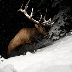 coffeentrees:Photo @joeriis Cold nights, fresh pow, on the trail of the Greater Yellowstone elk migrations. by natgeo  Schwingggggg that beast needs to be on my wall 😍😍😍