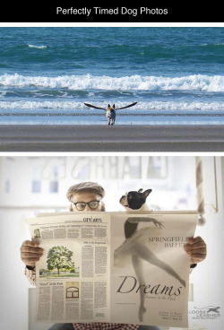 tastefullyoffensive:  Perfectly Timed Dog Photos [boredpanda]Previously: Before and After Pictures of Animals Growing Up
