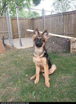 aplacetolovedogs:  Adorable German Shepherd puppy Belle, 90% ears  For more cute dogs and puppies