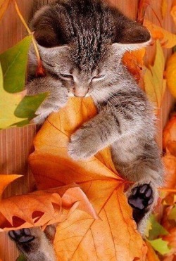 bitrates:  october-eves:  🍃🍂🍁 autumn / winter blog 🍁🍂🍃    👻 Autumn Blog 🍁  He has a tree star 😊